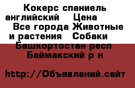 Кокерс спаниель английский  › Цена ­ 4 500 - Все города Животные и растения » Собаки   . Башкортостан респ.,Баймакский р-н